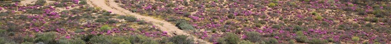 Karoo Panorama